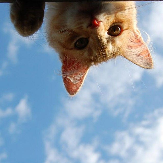 cat from above with the sky behind